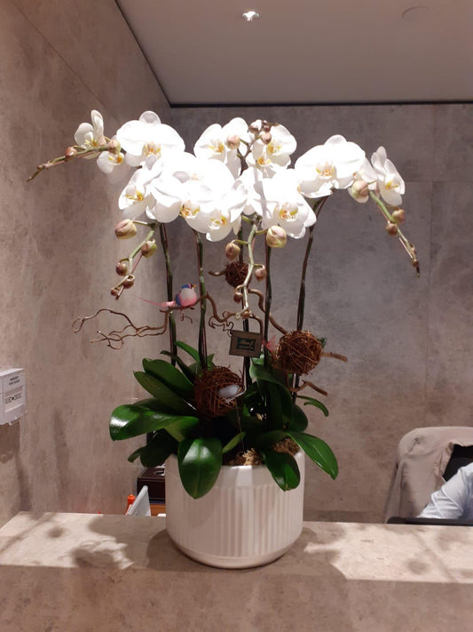六支優雅白花黃芯蝴蝶蘭(大）